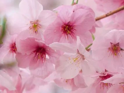 Gentle Sunshine — Gentle Saxophone For Deep Relaxation