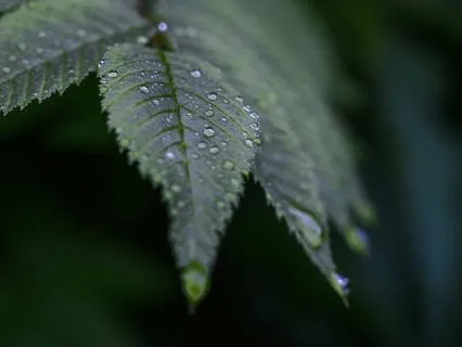 Gentle Water Flow 11Hr Ambient Music Sleep Track