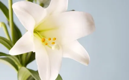 Gentleness Of Gratitude