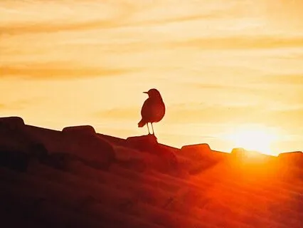 Gentleness | Wake Up Mindfully To Bird Song Music