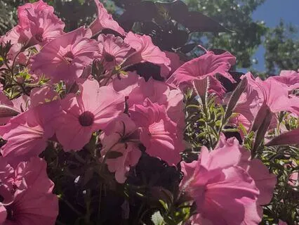 A Practice For Gentleness