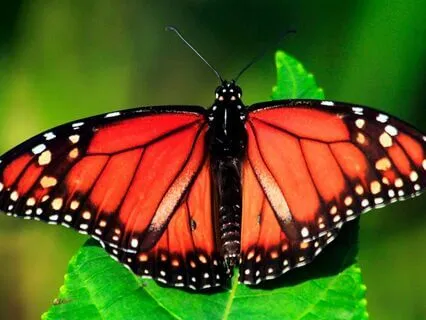 Gently Balance & Alignment