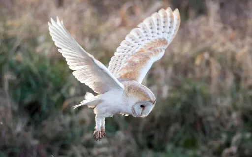 Gently Entering Your Space