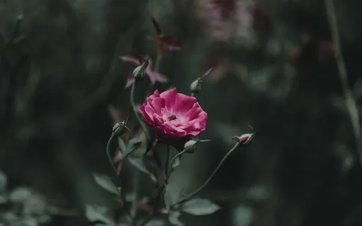 Gently Fall Asleep Meditation Sleep Music