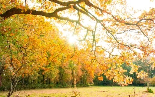 Gently Falling Leaves