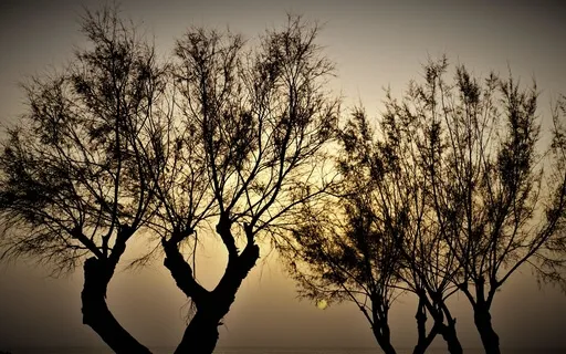 Geräusche zum Meditieren: Grillenzirpen auf Mallorca