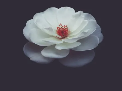 Get Centered Within + Rejuvenated