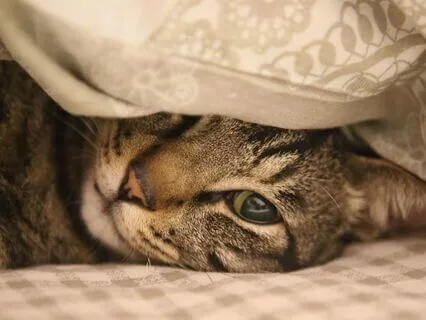 Get Epic Rest: Pre-Sleep Preparation