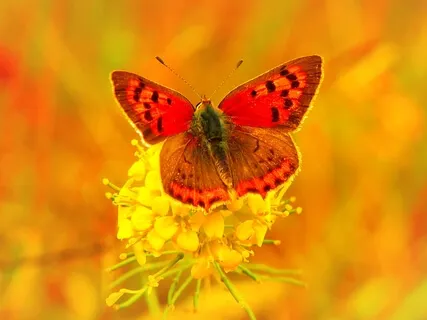 Getting Over Overeating