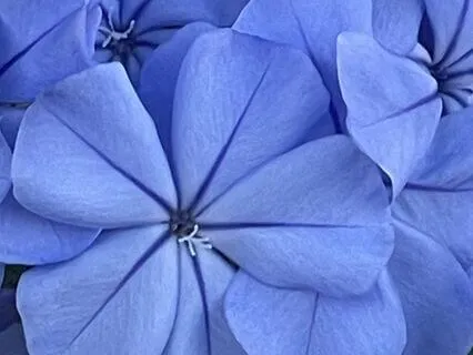 Getting Unstuck, Willingness And Willfulness: A Meditation