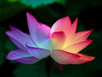 Gift of A Lotus Heart - Tonglen Meditation