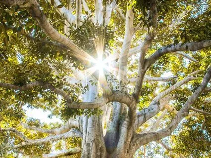 Gifts From Ancestors