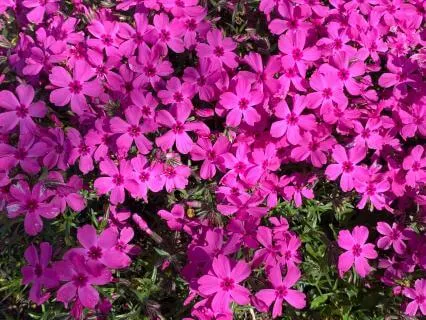 Gifts Of Grief Chapter 10: Maroon And White Painting