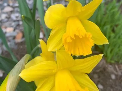 Gifts Of Grief Chapter 12: The Lonely Sailor