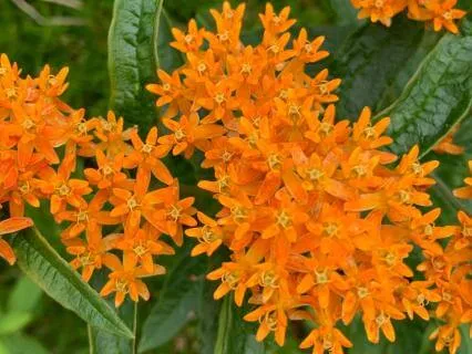 Gifts Of Grief Chapter 2: Monarch Butterflies