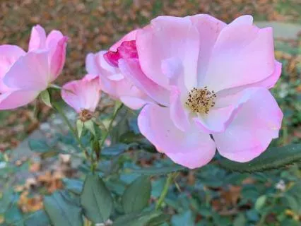 Gifts Of Grief Chapter 3: English Teapot