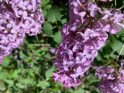 Gifts Of Grief Chapter 7: Ocean Chorus