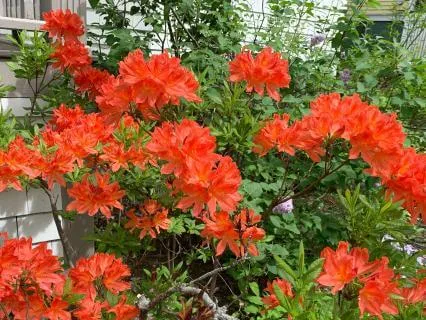 Gifts Of Grief Chapter 9: Red Maple Tree