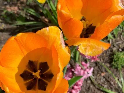 Gifts Of Grief: Chapter One Orange Sunset