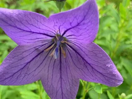 Gifts Of Grief: Introduction