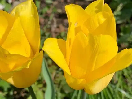 Gifts Of Grief: Preface