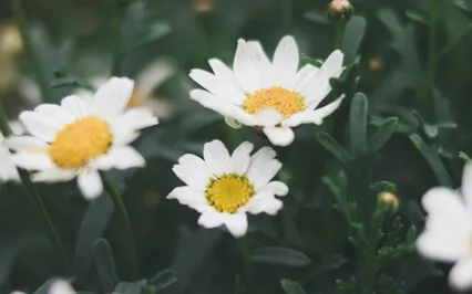 Gilios ramybės meditacija