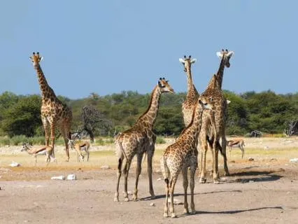 Giraffe Serenity: Soothing Music For Happiness & Joy