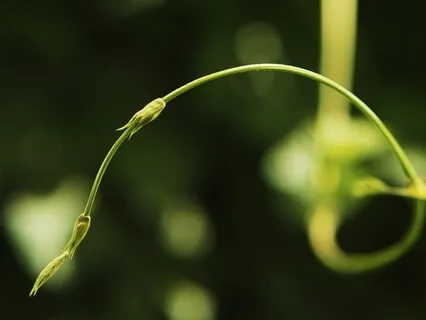 Give Thanks - Sound Bath And Affirmation 