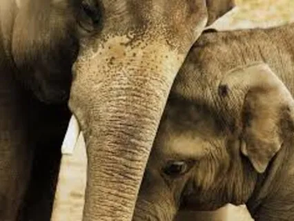 Giving & Receiving Compassion