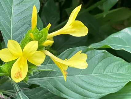 Giving And Receiving Compassion (From MSC Course)