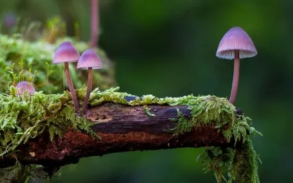 Giving & Receiving Compassion | Mindful Self-Compassion