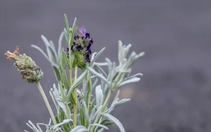 Giving And Receiving Compassion (MSC)