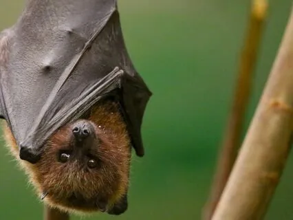 Nature Connection With Bat And Expressing Grief