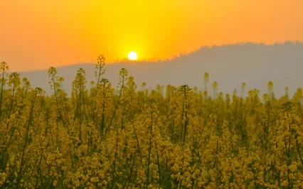 Giving Thanks - The Art Of Gratitude