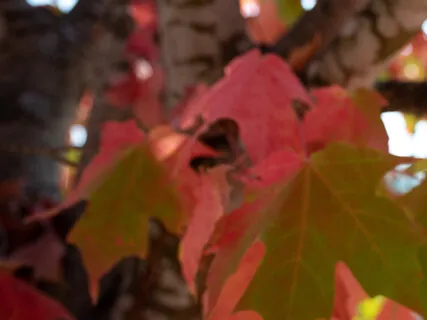 Giving To Life With Gratitude - The Radiance Sutras # 50