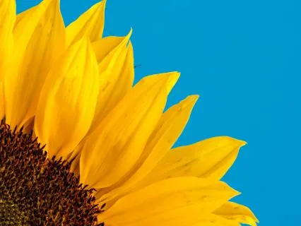 Gladdening The Mind Meditation