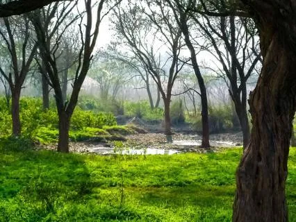 Glades of Tranquility