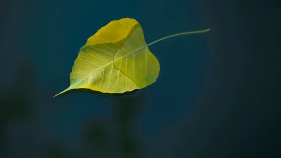 Glide Along The River With Ease  - 10 Minute Daily Insight