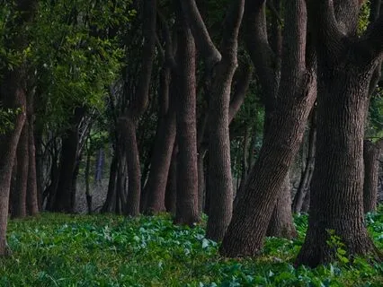 Glimmer Grove
