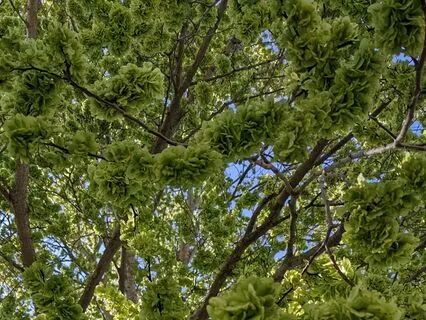 A Glimmers Anchor To Reset Your Nervous System