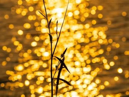 Glimmers Of Ease: With Gentle Affirmations