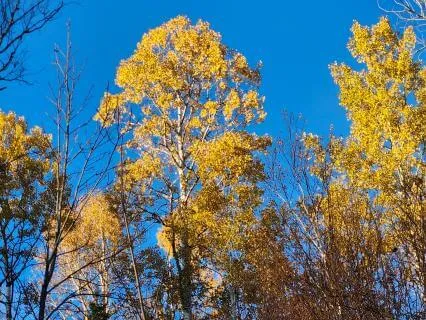 Global Healing Into Oneness