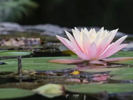 Global Uncertainty: Relationship Conflict, Mental Health