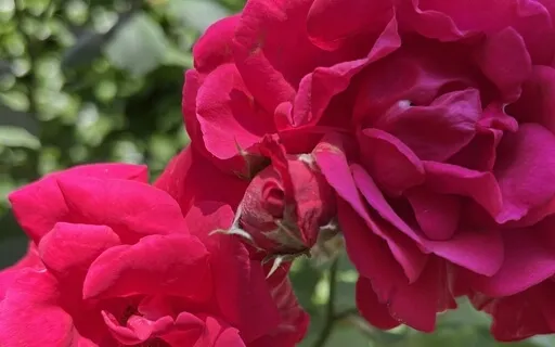 Go Ahead & Set A Goal