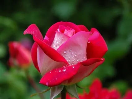 Go Beyond Appearance & Ideas: Radiance Sutras Verse 76