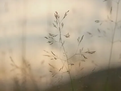 Go Gently | Calming Breathing & Meditation | 20 Minutes