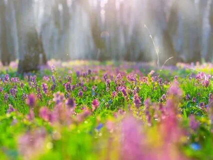 Go To The Heart Of It, The Practice Of Deep Listening