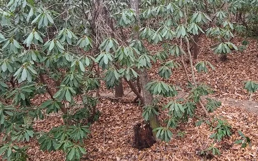 Go To The Woods - A Poem