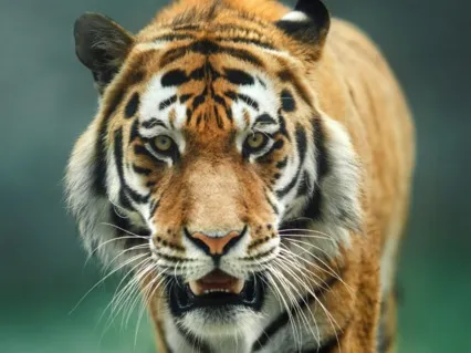 Go Wild, Set Yourself Free! Movement Meditation