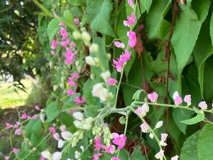 Go With The Flow - Slow-Flow Vinyasa